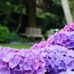blog; hortensia's (4)